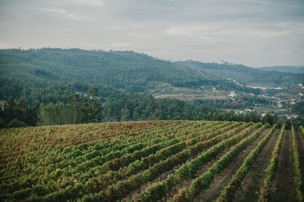 Portugal vineyard wedding photographer, Algarve vineyard wedding photographer